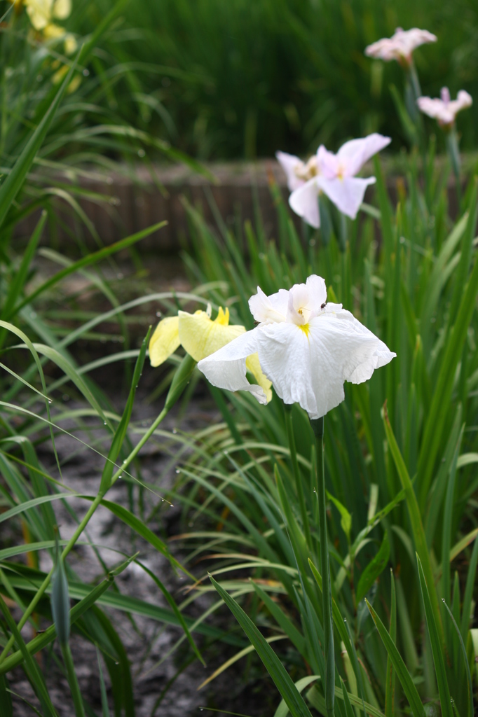 人という字は・・・（白鷺の星と春眠が寄り添っていました）