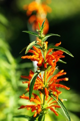 名古屋市農業センターにて