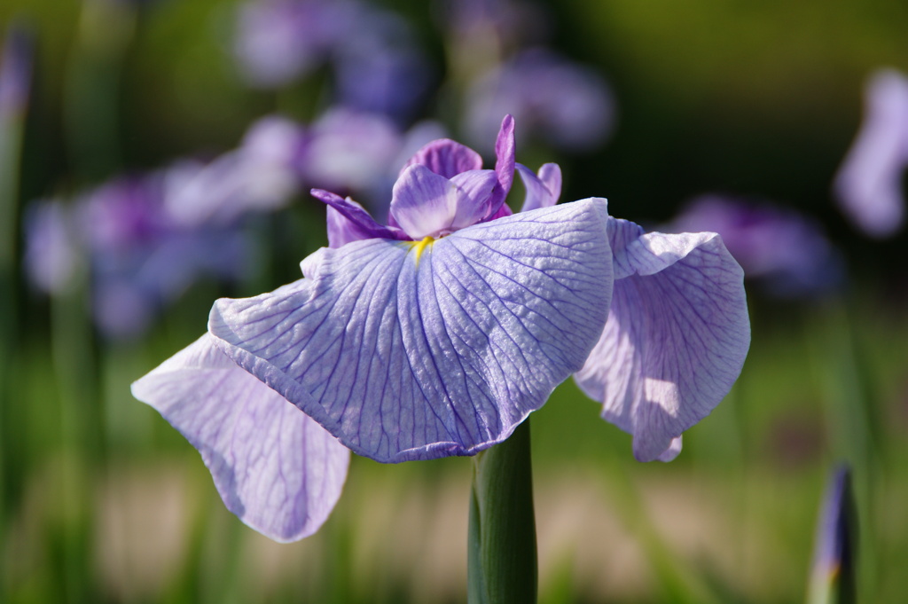 花菖蒲