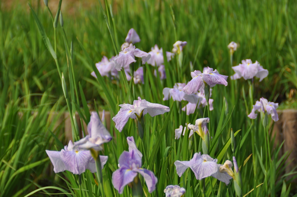 大高緑地公園にて　