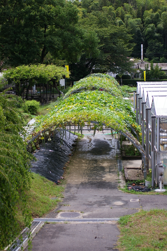 名古屋市農業センターにて