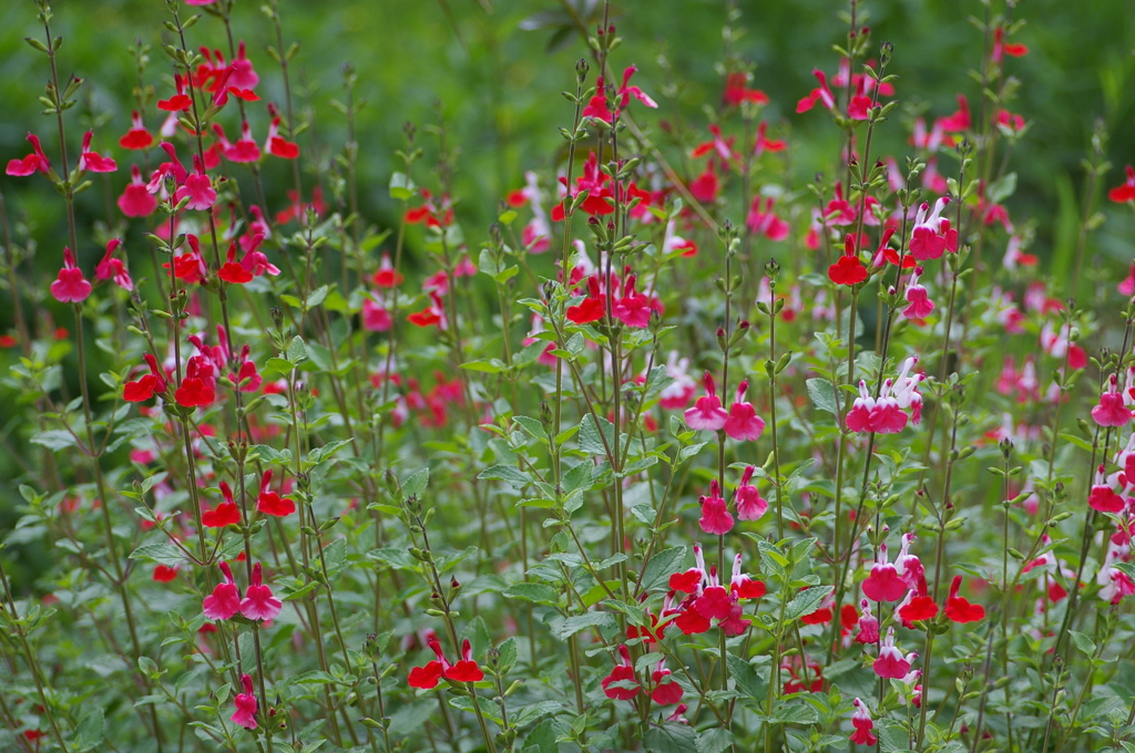 名古屋市農業センターにて　