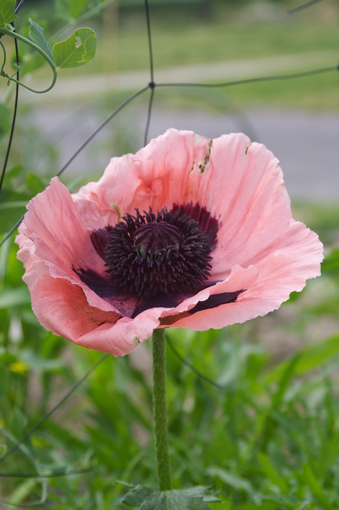 覗いてごらん＾＾