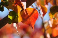 ナンキンハゼの紅葉