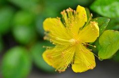 ヒペリカム・カリシナム