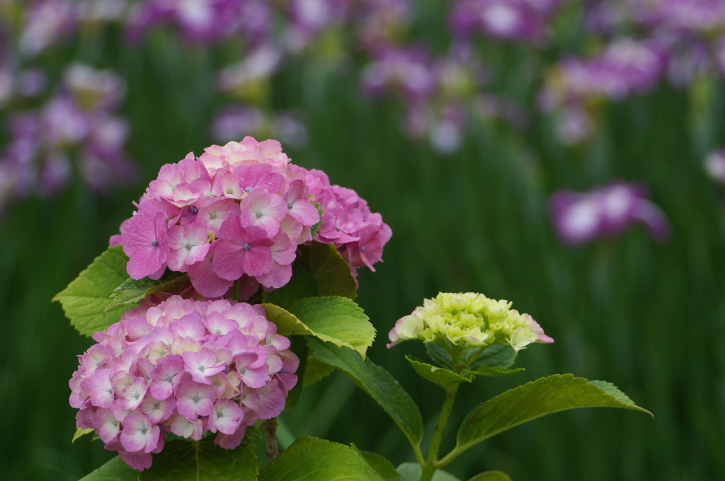 紫陽花