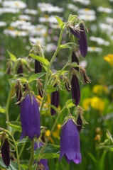 カンパニュロ・サラストロ