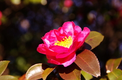山茶花
