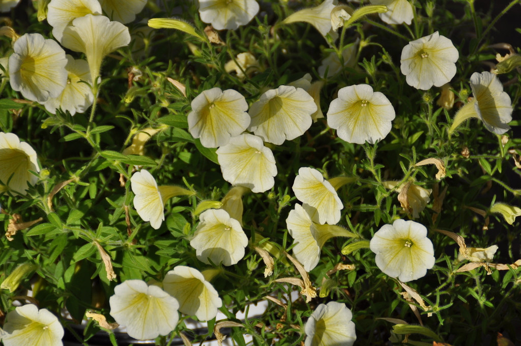 名古屋市農業センターにて