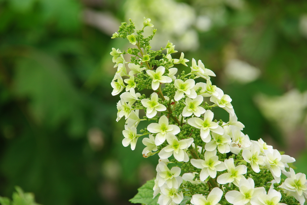 カシワバアジサイ