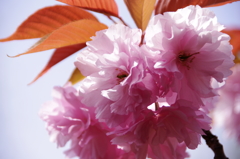 八重桜