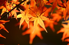 明かりを灯して^^