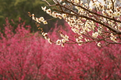 大高緑地公園にて　