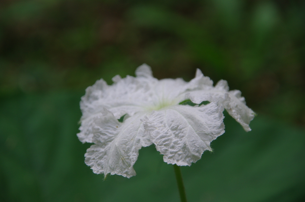 名古屋市農業センターにて　