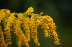 私・・・嫌われ者なんです^^