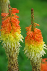 クニフォフィア