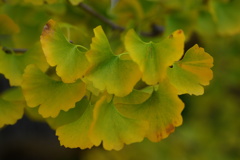 縁から黄色くなるんですね^^