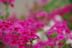 名古屋市農業センターにて　