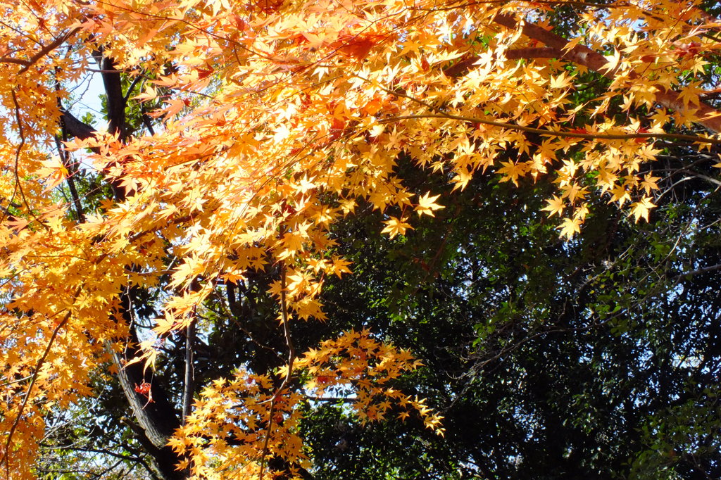 いつまでも綺麗でいたい・・・