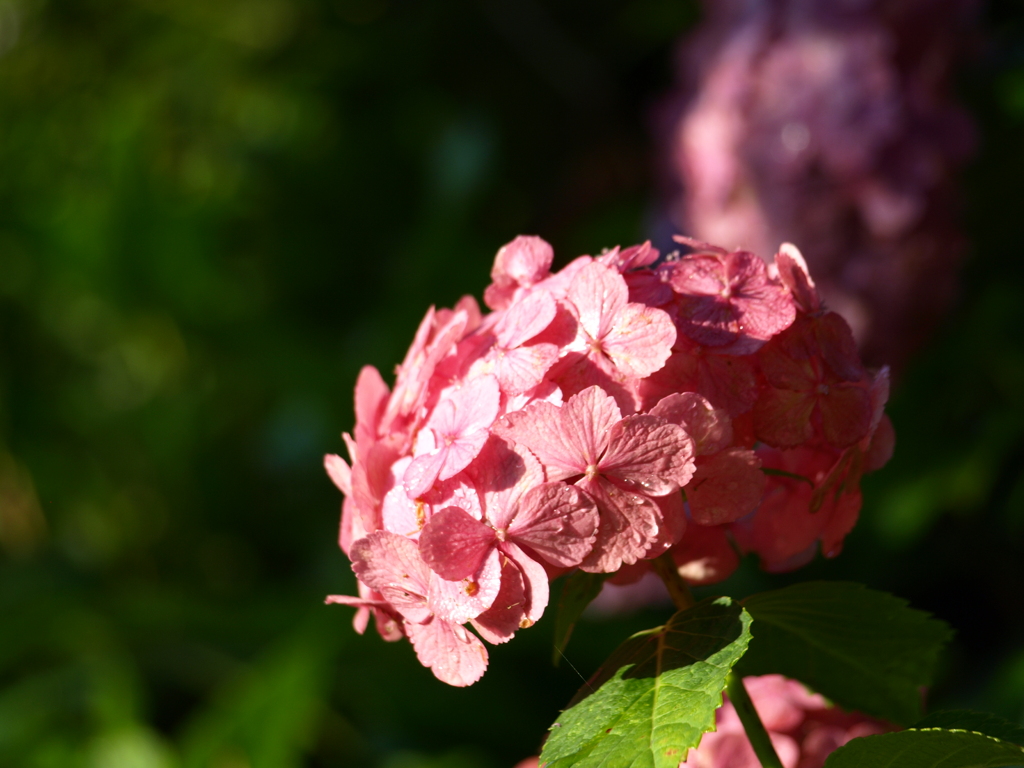 紫陽花