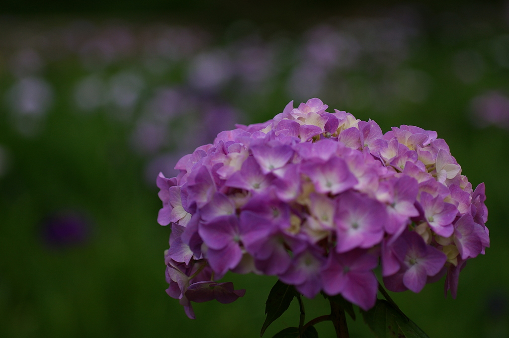 紫陽花