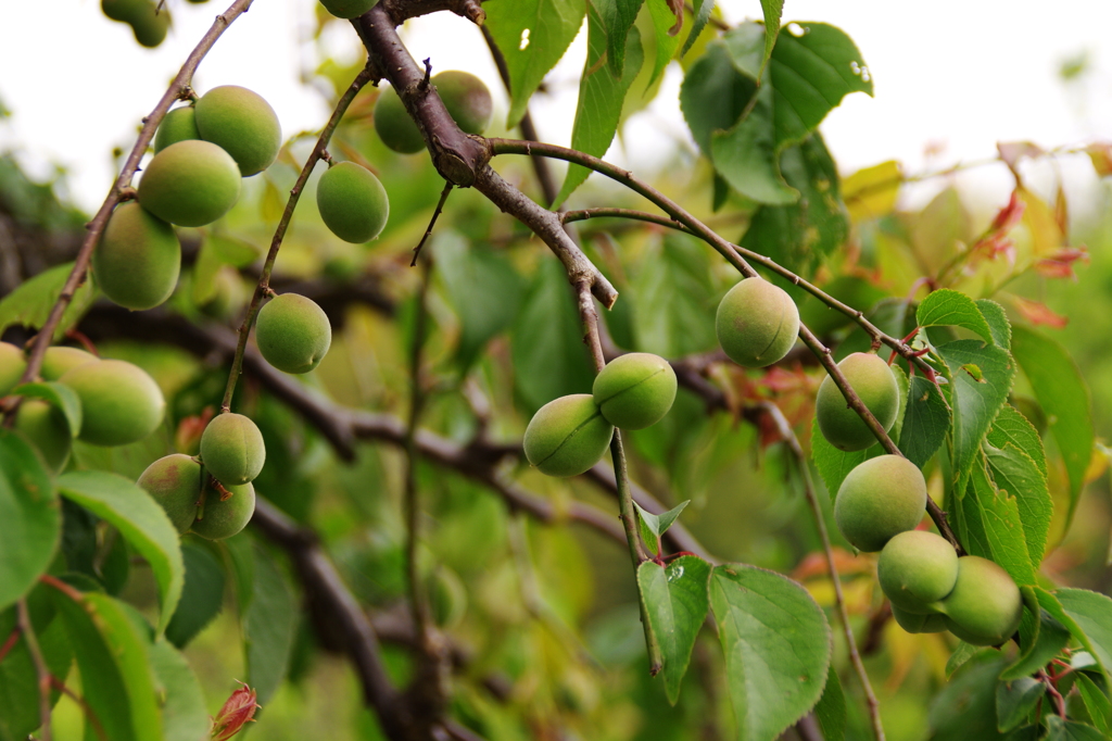 しだれ梅