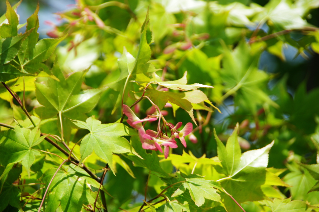 大高緑地公園にて　