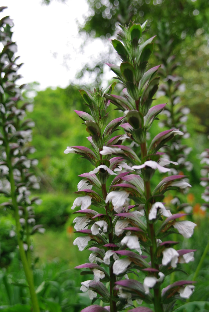 アカンサス・モリス