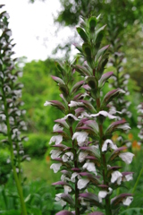 アカンサス・モリス