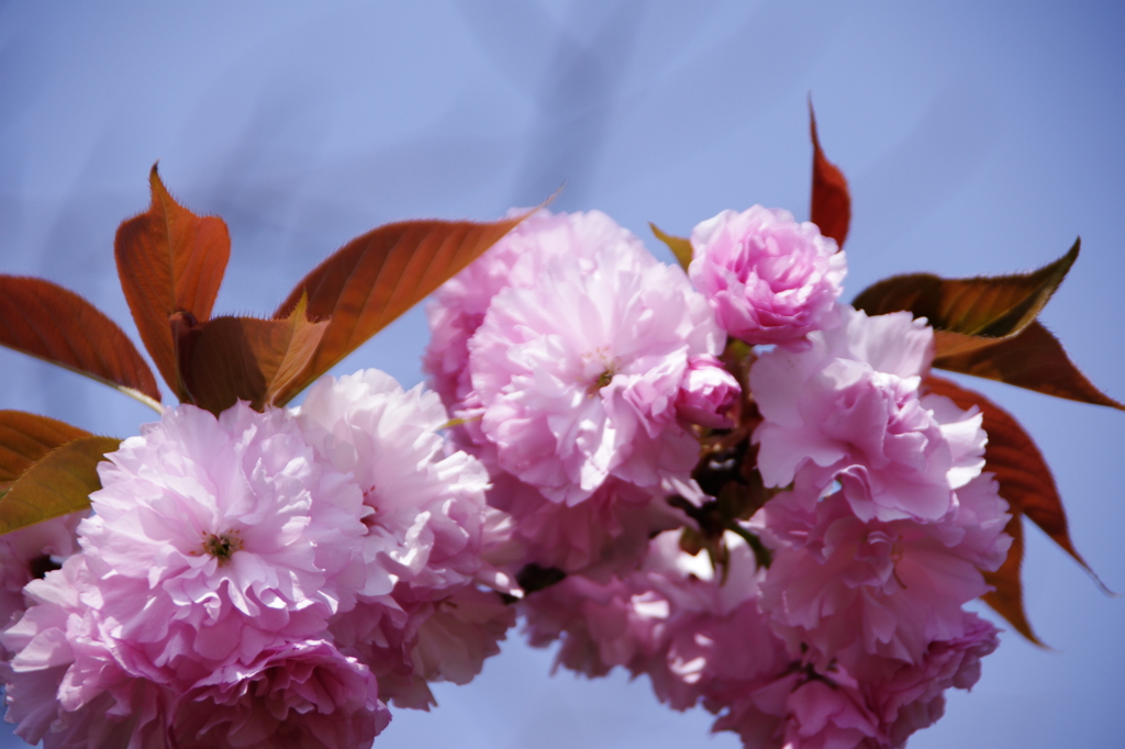 八重桜