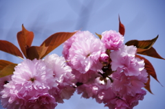 八重桜