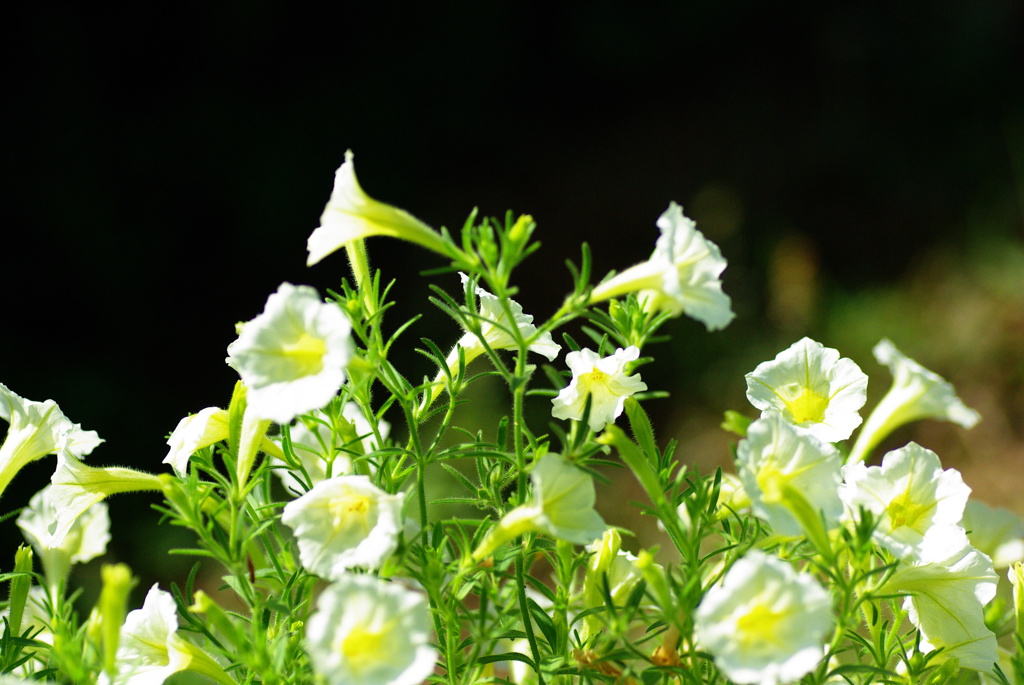 名古屋市農業センターにて　