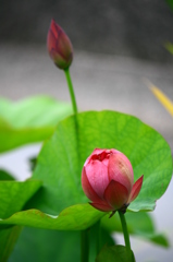 名古屋市農業センターにて　