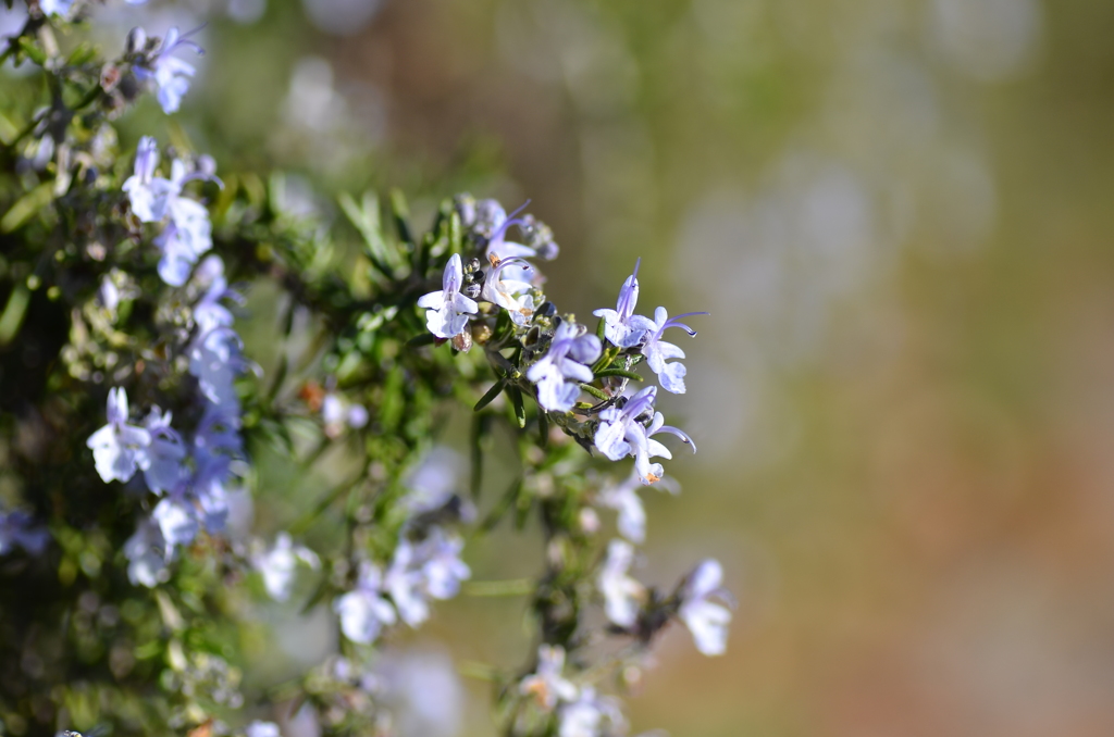 名古屋市農業センターにて