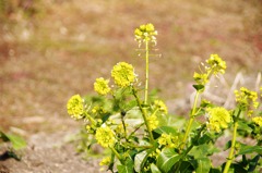 菜の花
