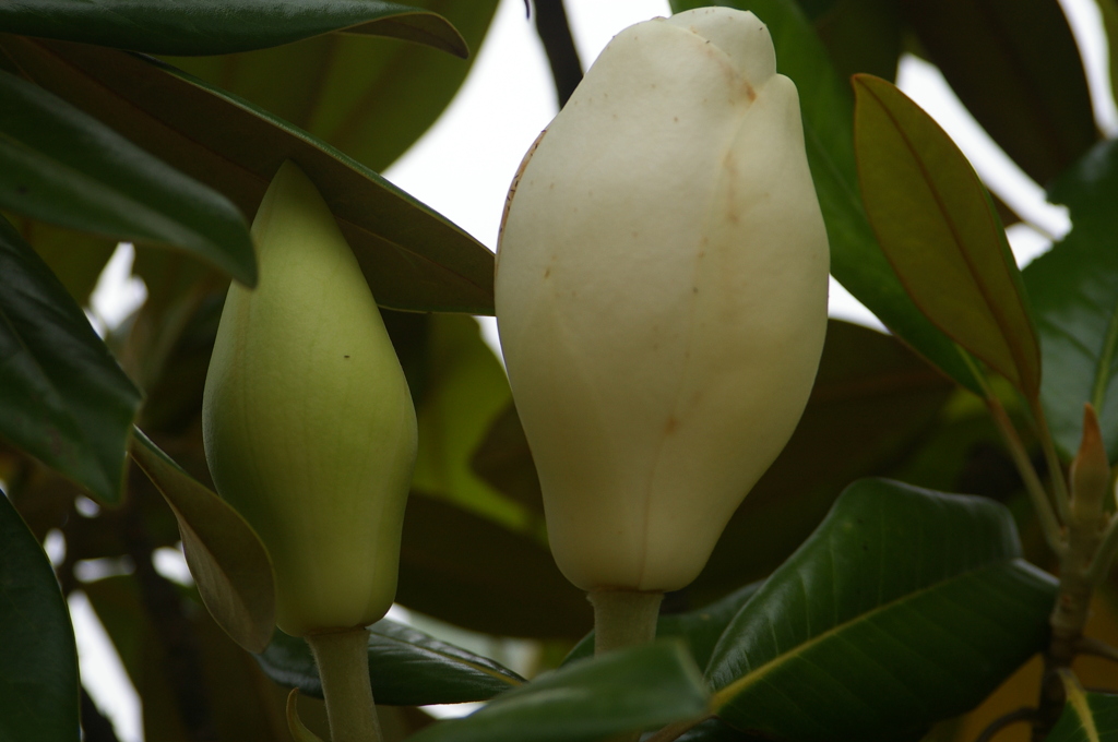 ホソバタタイサンボク