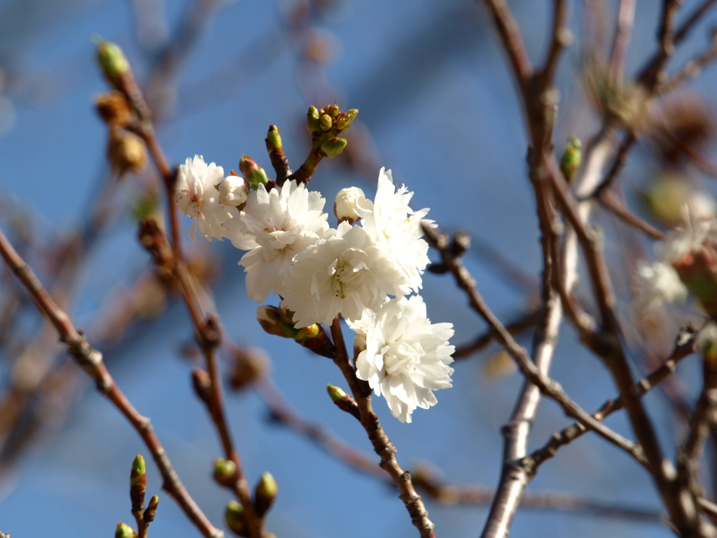冬桜