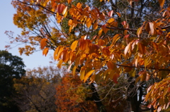 大島桜もきれいに紅葉