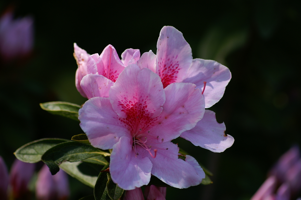 大高緑地公園にて　４月２２日 005