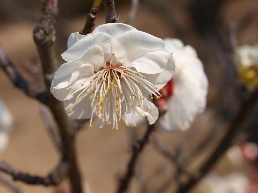 大高緑地公園にて
