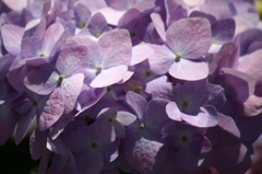 紫陽花