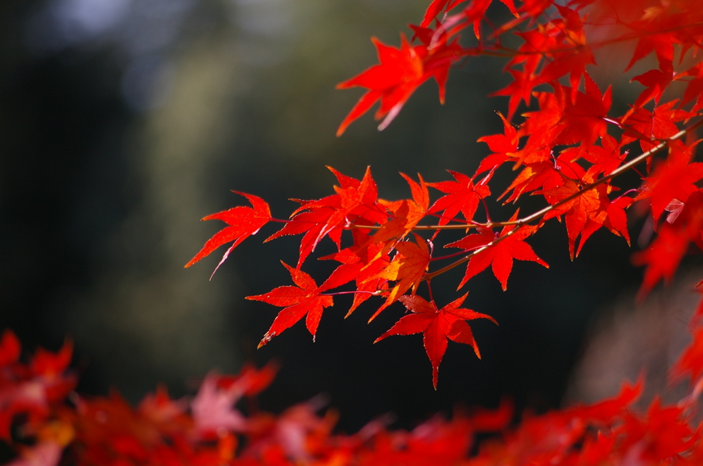 紅葉