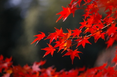 紅葉