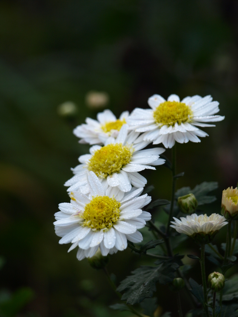 菊