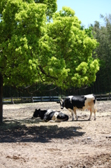 名古屋市農業センターにて　