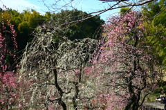しだれ梅