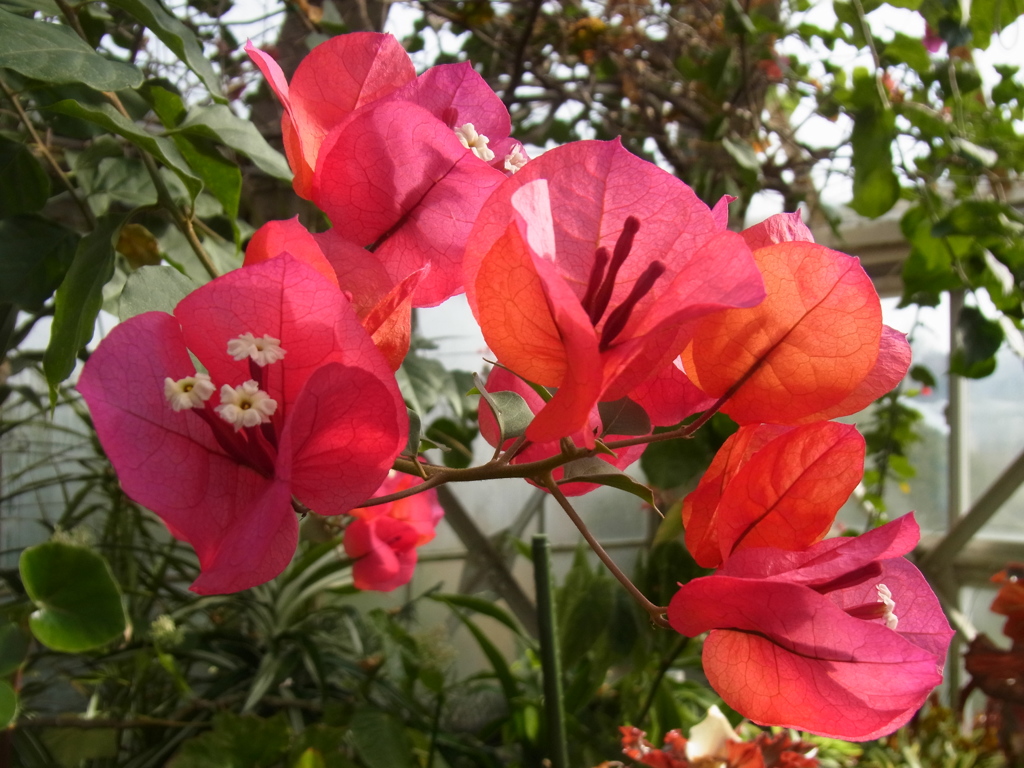 ブーゲンビレア