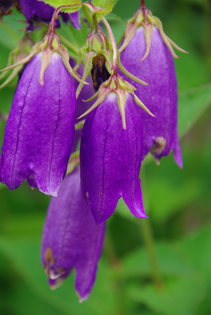カンパニュラ・サラストロ