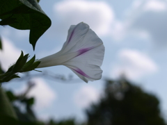 見上げる夏の空と朝顔