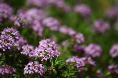 名古屋市農業センターにて　